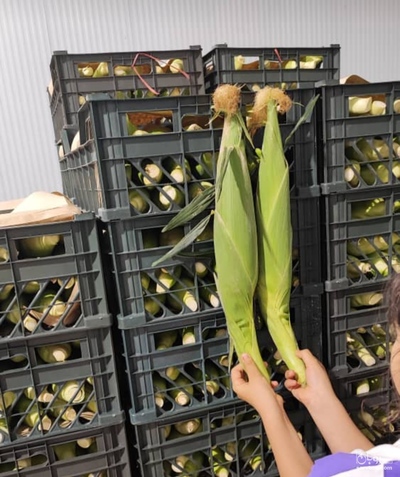 فروش ذرت مکزیکی