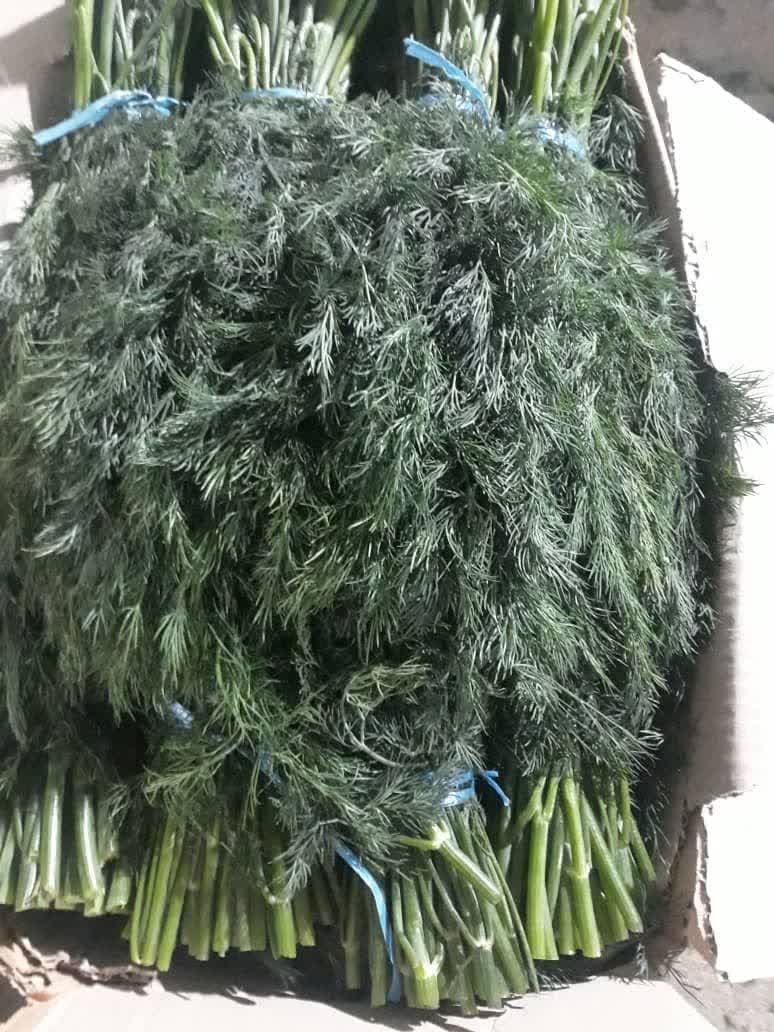 فروش سبزی شوید