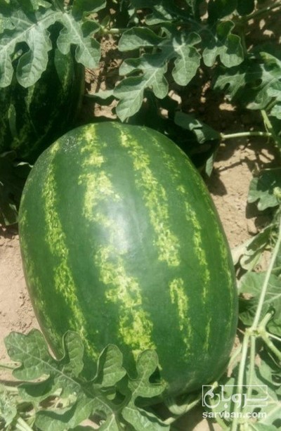 فروش هندوانه بیضی