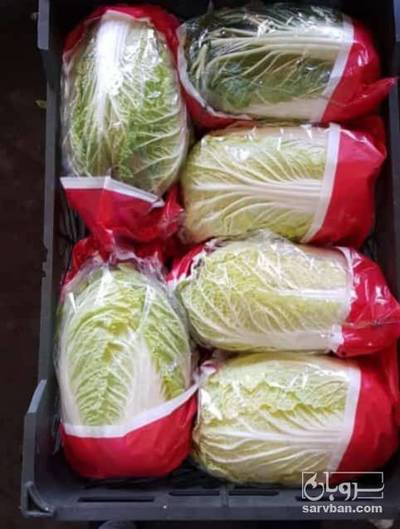 فروش کاهو چینی