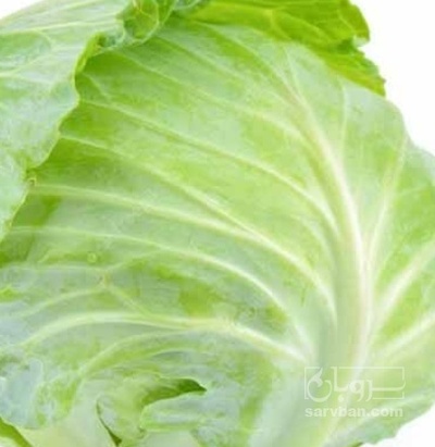 فروش کلم برگی