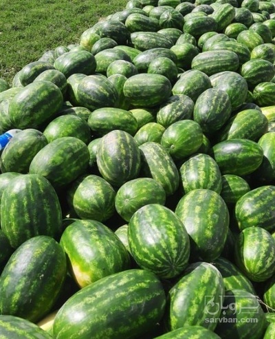 فروش هندوانه بیضی