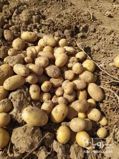 فروش سیب زمینی بامبا