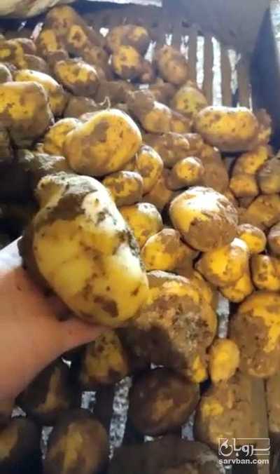 فروش سیب زمینی اگریا