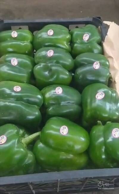 فروش فلفل دلمه ای