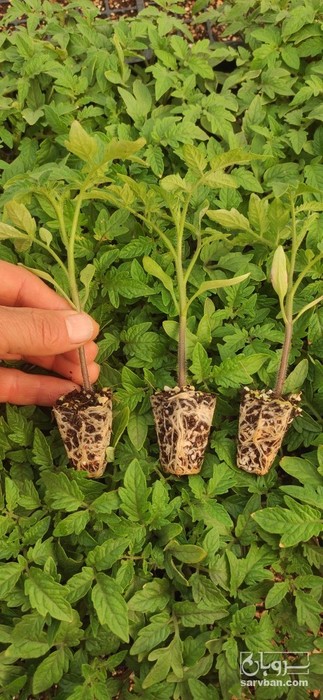 فروش نشا گوجه فرنگی