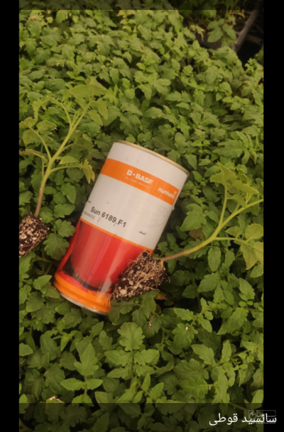 فروش نشا گوجه فرنگی سانسید