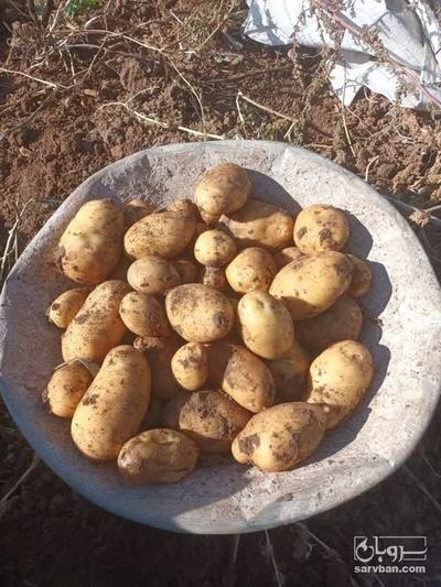 فروش سیب زمینی