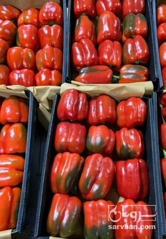 فروش فلفل دلمه ای رنگی گلخانه