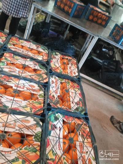 فروش پرتقال صادراتی
