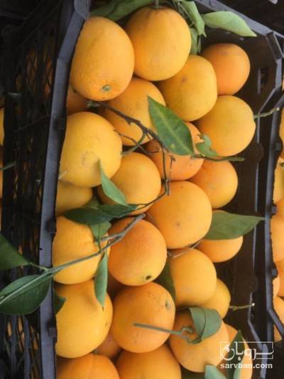 فروش پرتقال