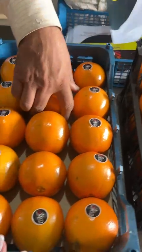 فروش پرتقال