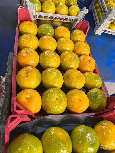 فروش نارنگی