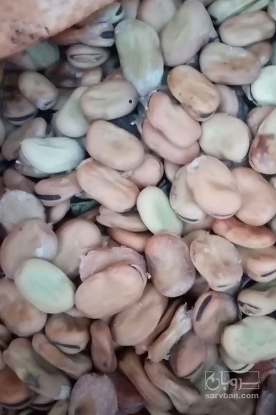 فروش باقلا تازه - باقالی - باقالا