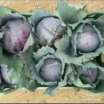 فروش کلم برگی قرمز