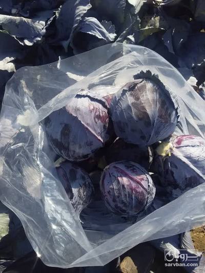 فروش کلم برگی قرمز