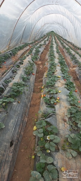 فروش توت فرنگی