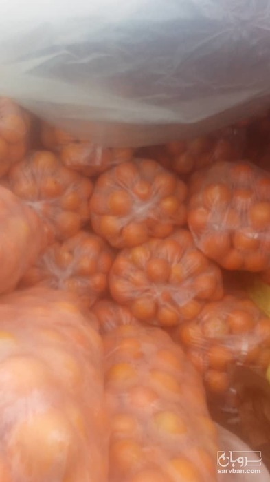 فروش پرتقال