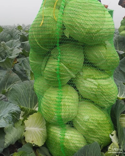 فروش کلم برگی سفید