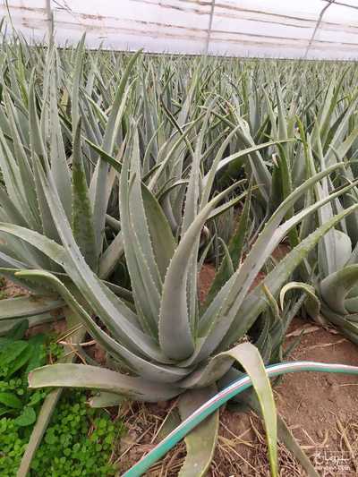 فروش آلوئه ورا