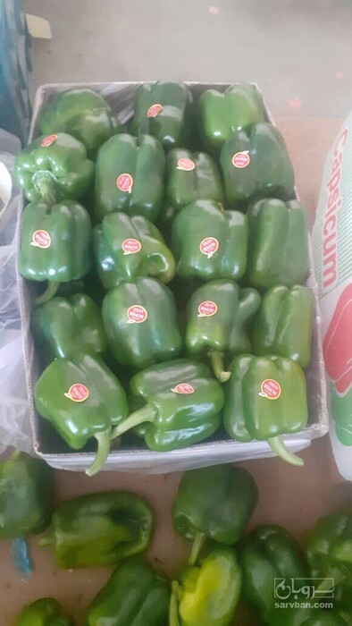 فروش فلفل دلمه ای سبز