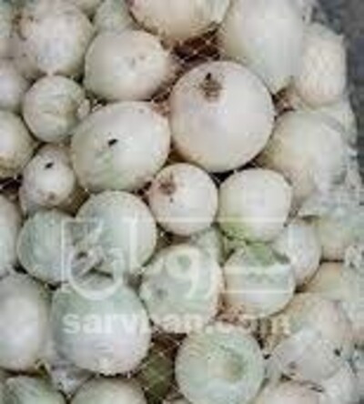 فروش پیازسفید