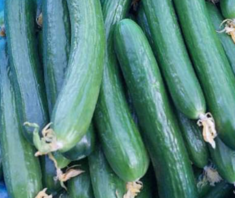 فروش خیار گلخانه ایی