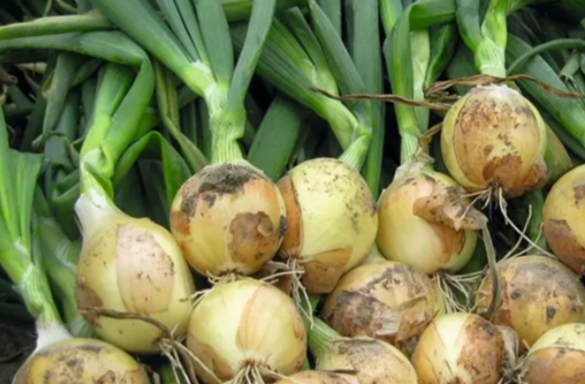 فروش پیاز سفید