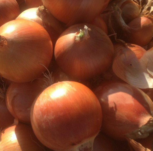 فروش پیاز زرد طلایی