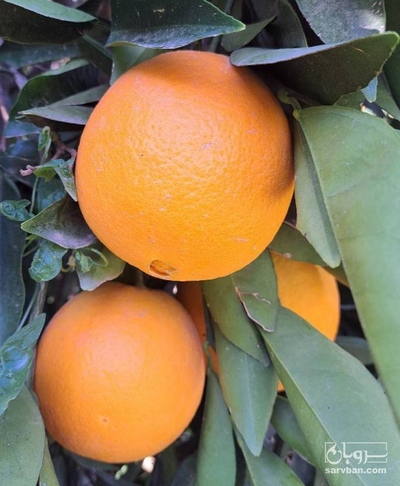فروش پرتقال