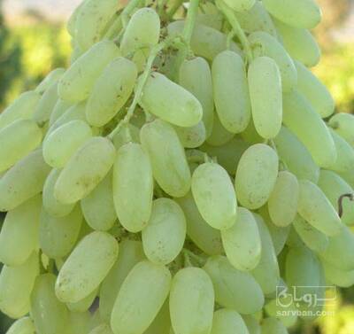 فروش انگور پیکامی