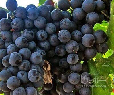 فروش انگور سیاه