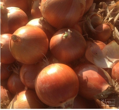 فروش پیازطلایی