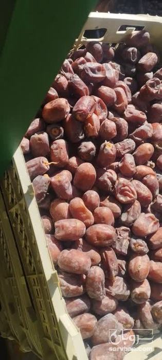 فروش خرما کلوته
