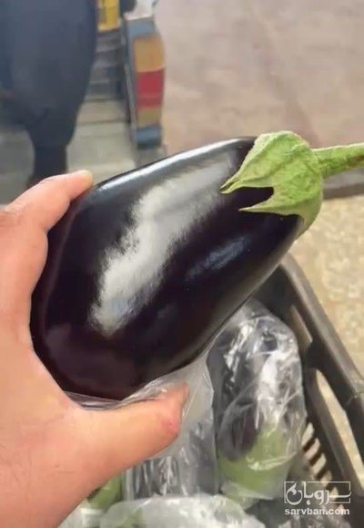 فروش بادمجان لامپی