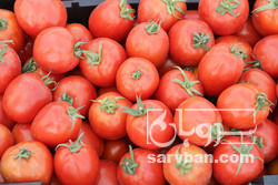 فروش گوجه فرنگی