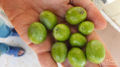 فروش زیتون کنسروی