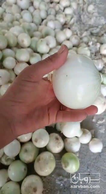 فروش پیاز سفید