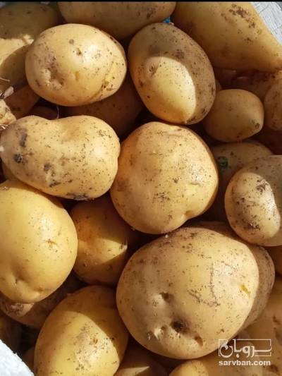 فروش سیب زمینی