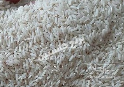 فروش برنج چمپا