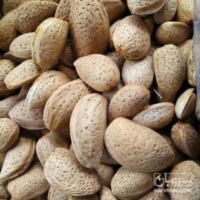 فروش بادام درختی