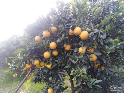 فروش پرتقال تامسون