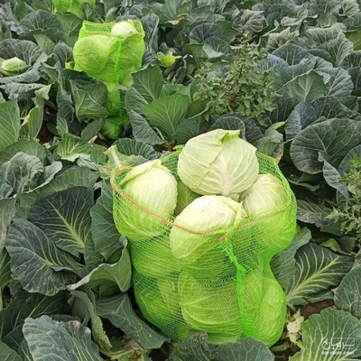 فروش کلم برگی سفید