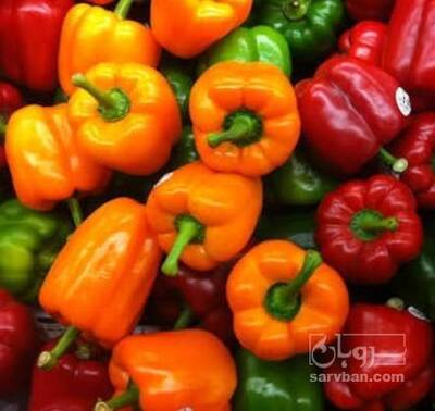 فروش فلفل دلمه ای رنگی