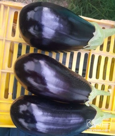 فروش بادمجان لامپی