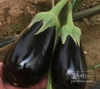 فروش بادمجان