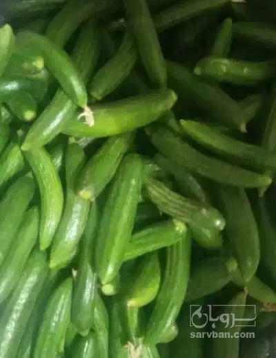 فروش خیار
