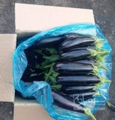 فروش بادمجان لامپی