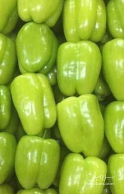 فروش فلفل دلمه ایی فسفری گلخانه ایی