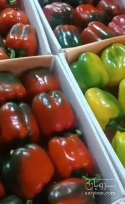 فروش فلفل دلمه ای رنگی